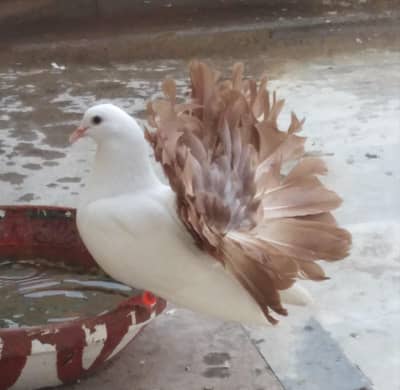 laka yellow tail pegion