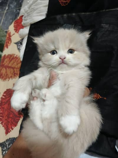 Premium Persian Triple Coat Kittens Available