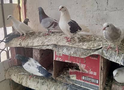 urgent sale 0302-7206828 Whatsapp number