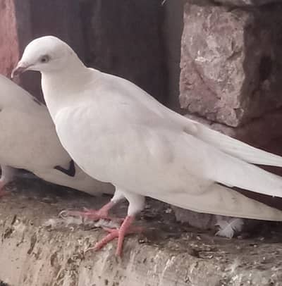 urgent sale 0302-7206828 Whatsapp number