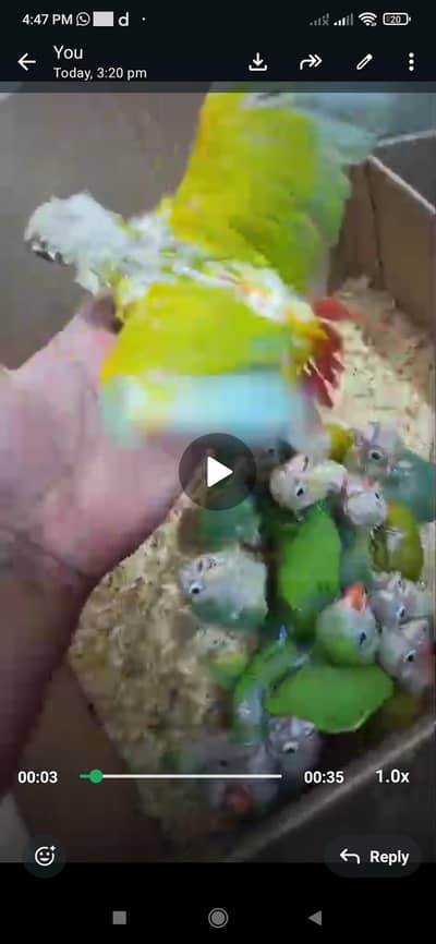 American dilute canoure