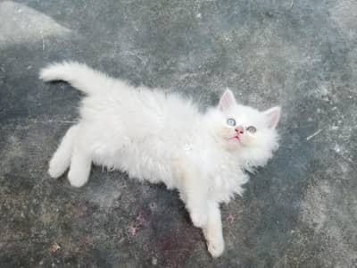 persian kittens/ odd eyes kitten /white persian kittens