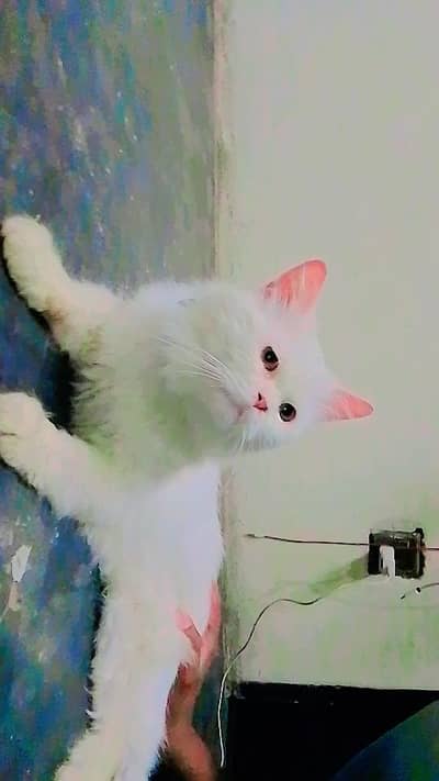 white persion stud male triple coat for sale healthy 03262647507