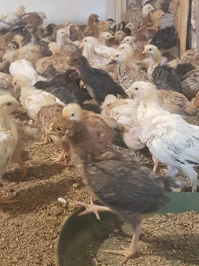 golden misri | desi chicks | misri chicks | 30 days old chicks