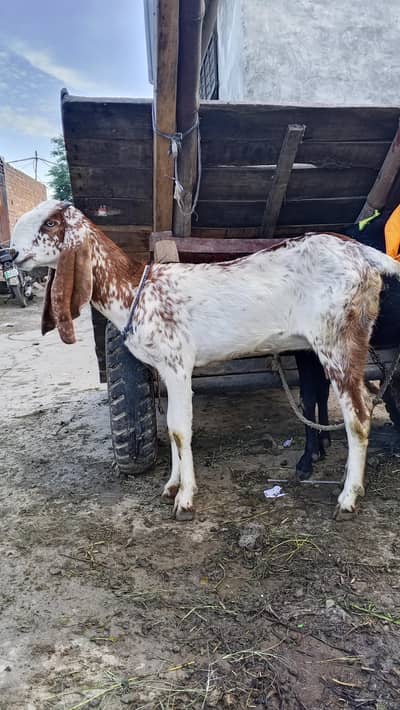 Bakre or Sathe ak bacha