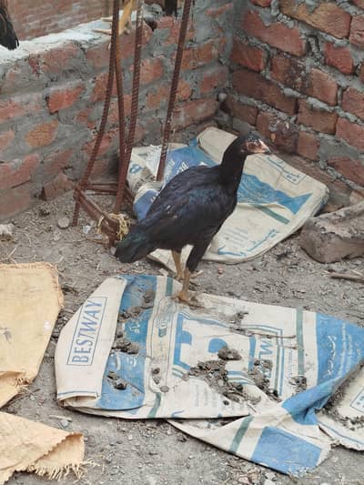 Homebreed aseel pathyi for sale