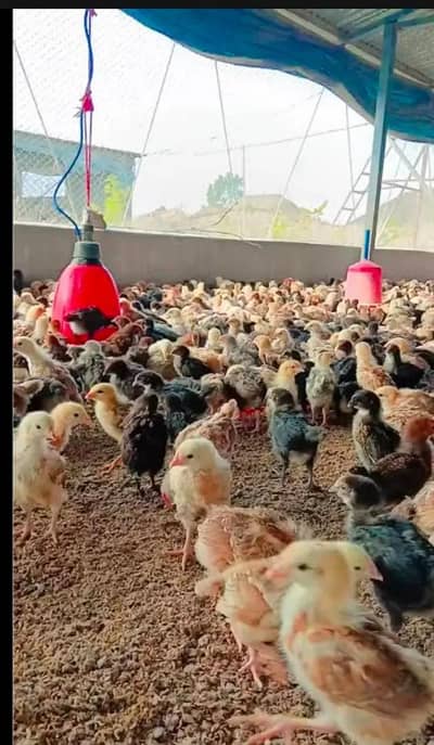 golden misri | desi chicks | misri chicks | 30 days old chicks