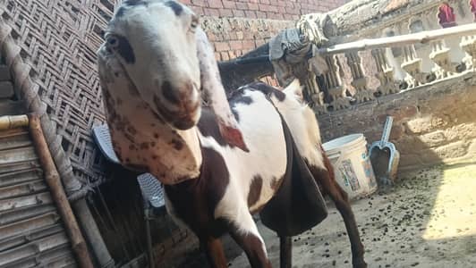 Goat for sale