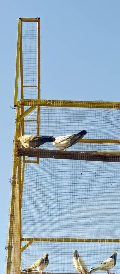 Highflyer baby pigeon for sale in wah cantt