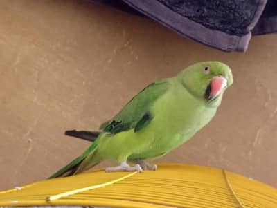 green ring neck female for sale