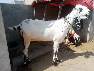 Gaban bakri 0-3-0-2-6-3-8-6-9-2-0 /0-3-0-8-7-1-2-1-9-4-8