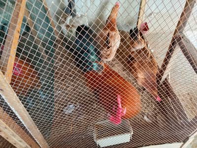 Home Breed hai Daily egg Deri hain 3no murgi