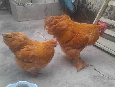 golden heavy buff for sale