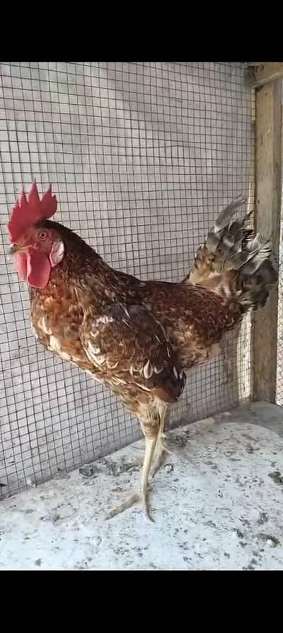 only serious buyers contact 03197239139