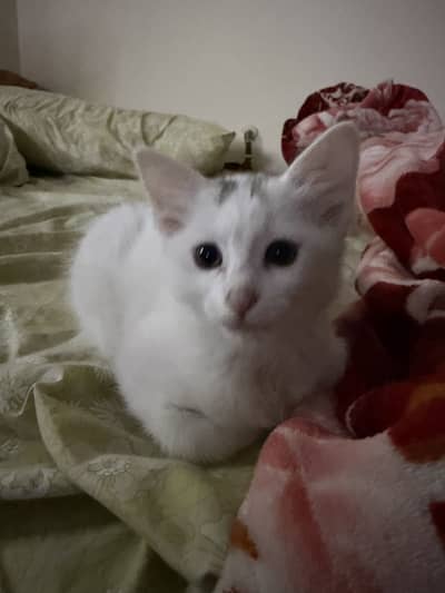 [Islamabad Only] Kittens Available to a good home