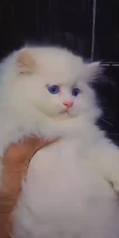 beautiful Persian female baby kitten for sale 03262107955 my WhatsApp