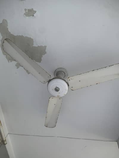 Celling fans