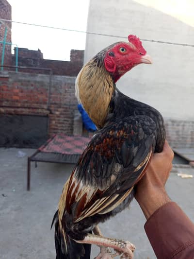 headly and active bird available contact my 03271683833
