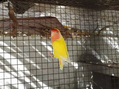 Love birds