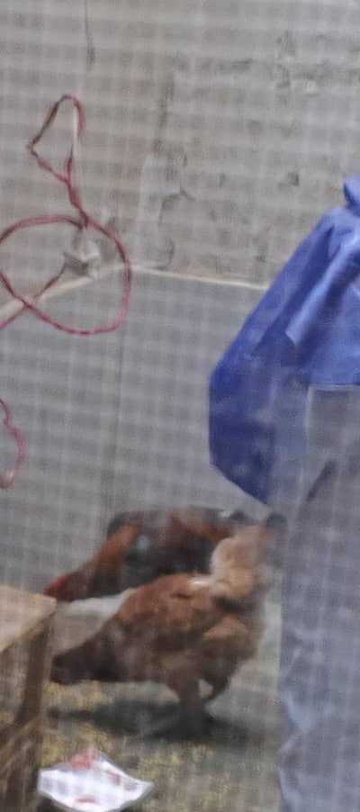 beautiful Desi pair Ghar ka pala hua urgent sale