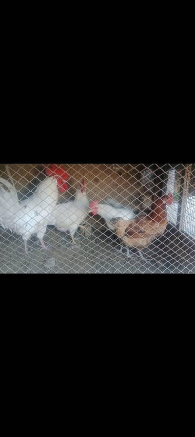 hens for sale