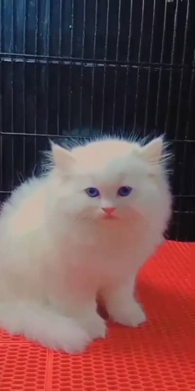 beautiful Persian female kitten for sale 03262107955 my WhatsApp