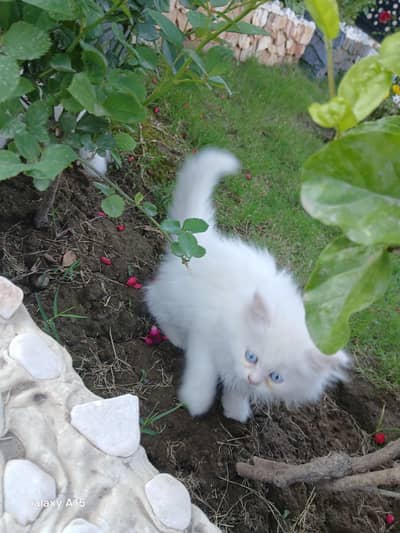 persion kittn for sale
