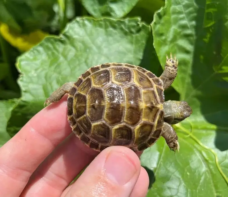 Turtoise turtle sulcata baby tortoise hamster guinea pigs — photo 3