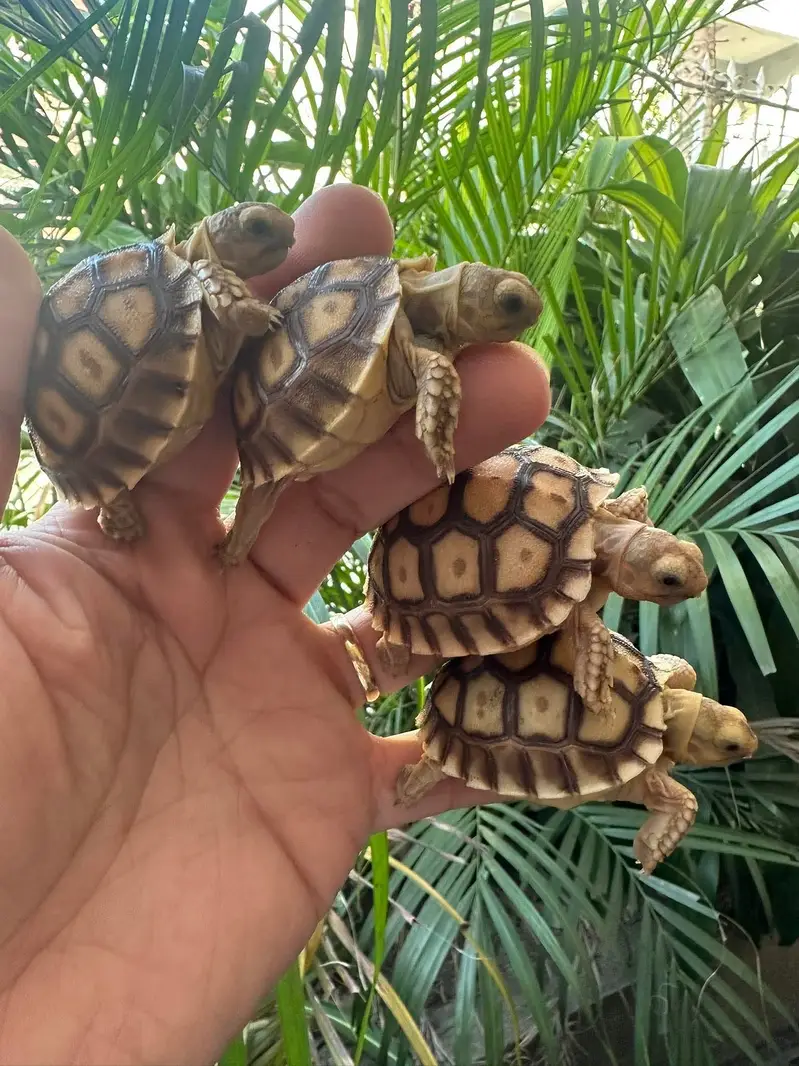 Turtoise turtle sulcata baby tortoise hamster guinea pigs — photo 6