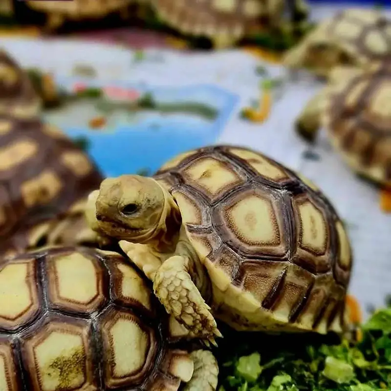 Turtoise turtle sulcata baby tortoise hamster guinea pigs — photo 7