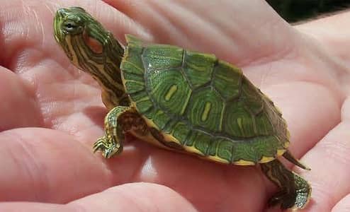 Turtoise turtle sulcata baby tortoise hamster guinea pigs sugar glider