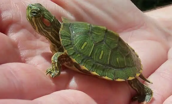 Turtoise turtle sulcata baby tortoise hamster guinea pigs — photo 9