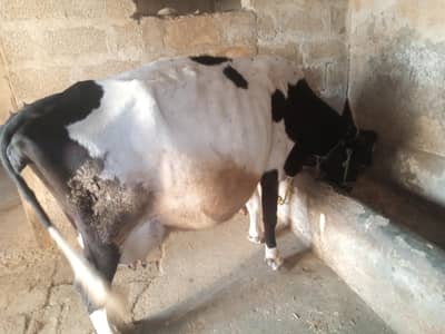 full dera for sale in Bharakahu