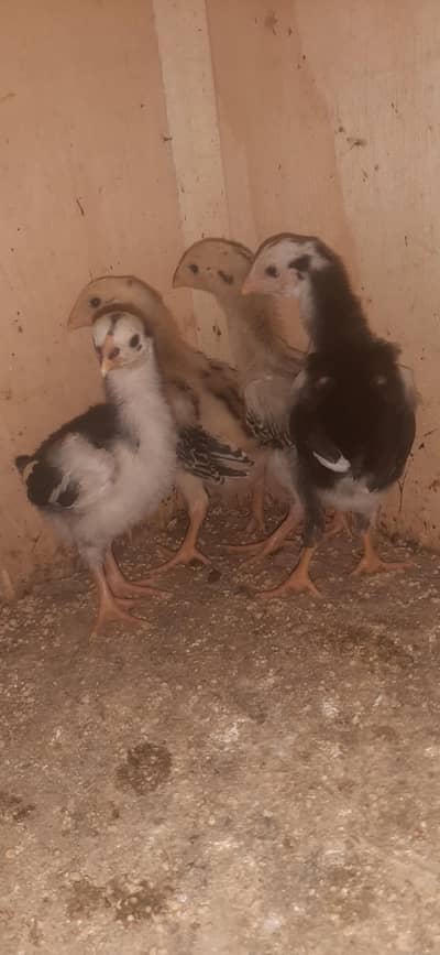 shamo aseel chicks quality