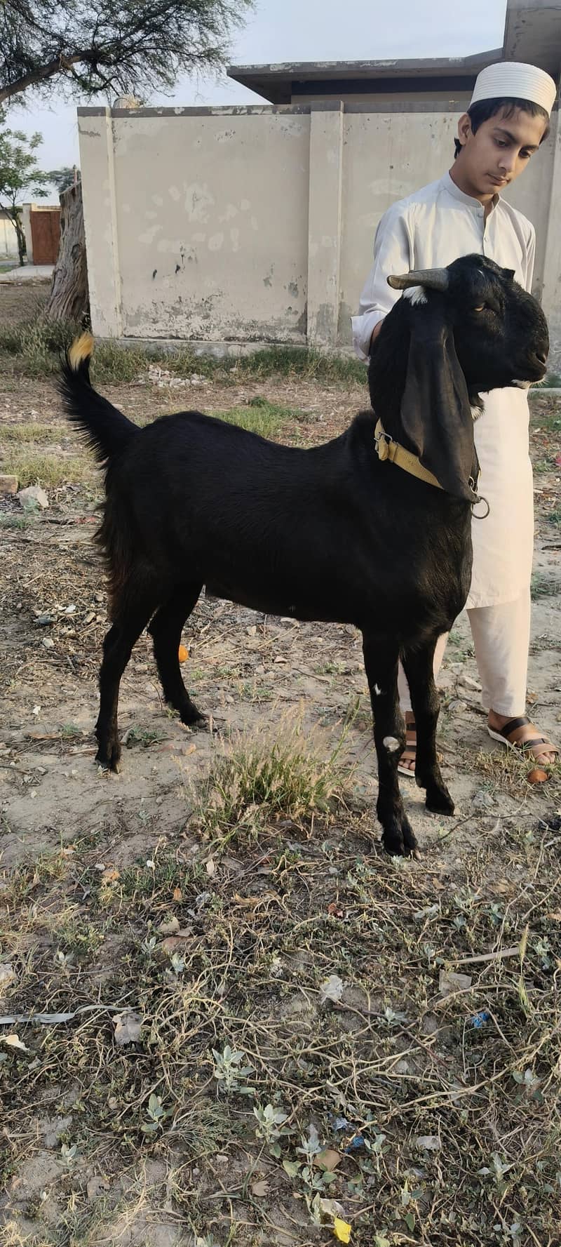 BAKRA 2
