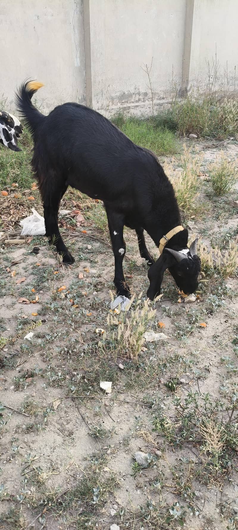 BAKRA 4