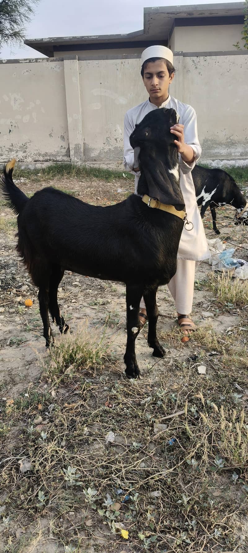 BAKRA 6