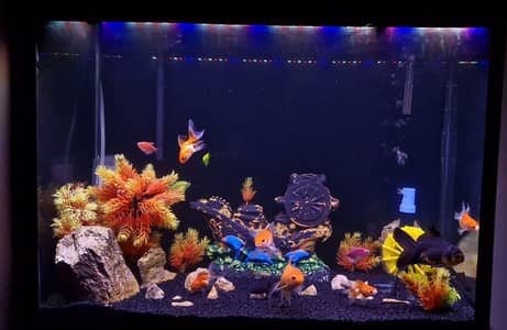 Fish Aquarium with all Accessories + Fishes
