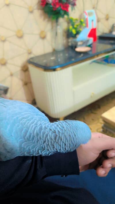 African Gray Tammed Parrot For Sale