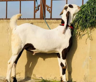 rajanpuri bakra for sale