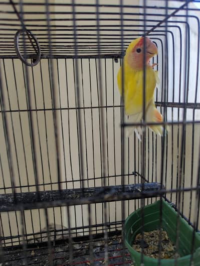 Lutino 1 piece home breed