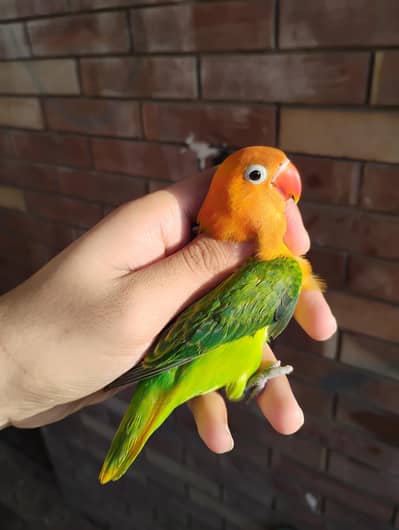top quality green opaline split palefellow