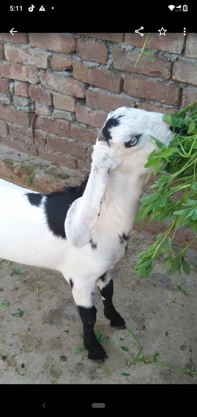 dasi bakra bacha