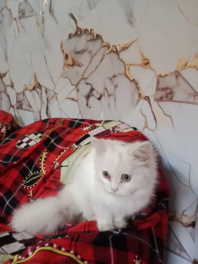 persian cat