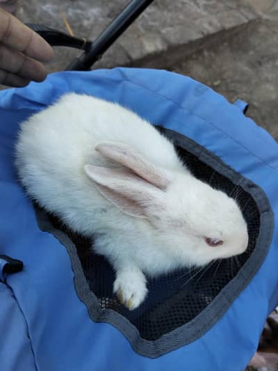 Full white Red Eyes Rabbits