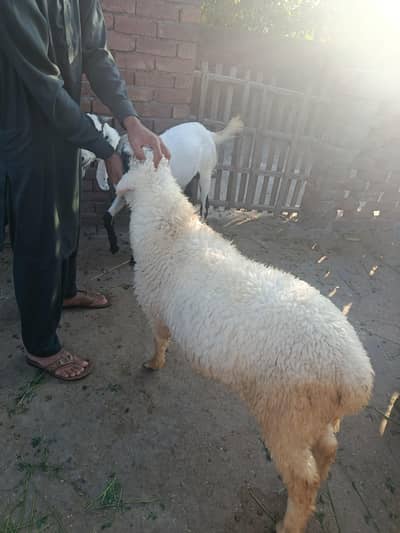 ghar ka pala hua dumba for sale