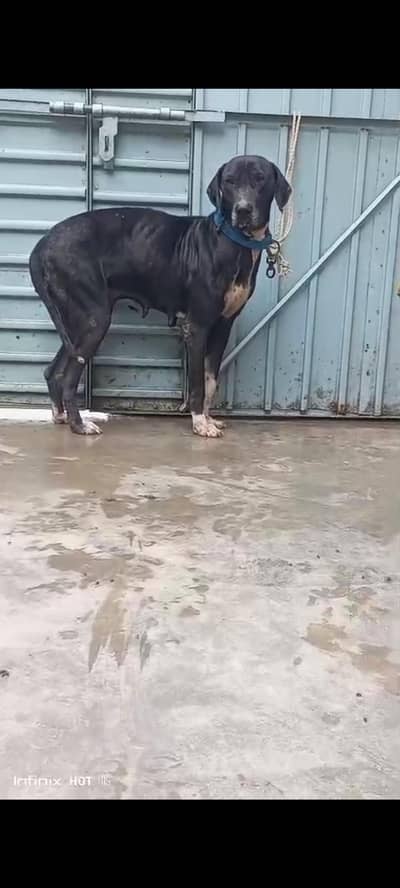 Breeder Bully Female