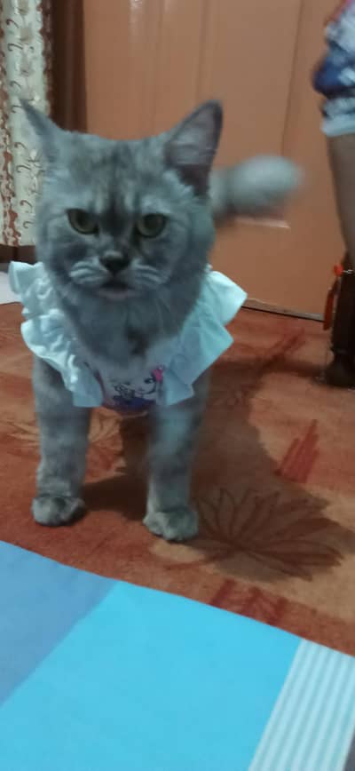 Russian cat golden eyes