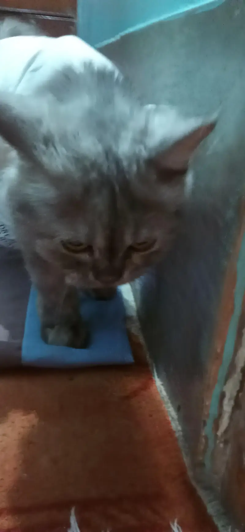 Russian cat golden eyes — photo 3