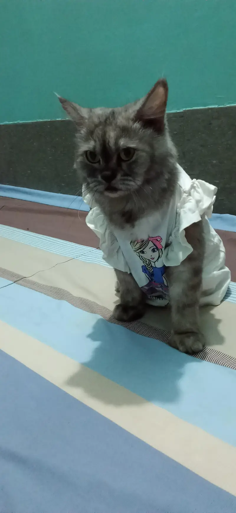 Russian cat golden eyes — photo 4